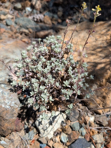 Odontarrhena troodi, photograph 2