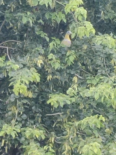 Yellow-footed Green Pigeon