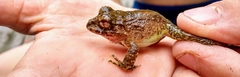 Strabomantis