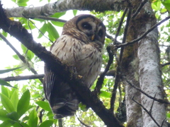 Strix fulvescens