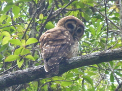 Strix fulvescens