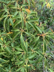 Pieris floribunda