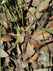 Sceloporus scalaris