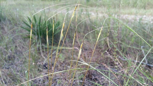 Chrysopogon pauciflorus (Chapm.) Benth. ex Vasey