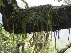Aporocactus flagelliformis