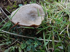 Entoloma lanicum