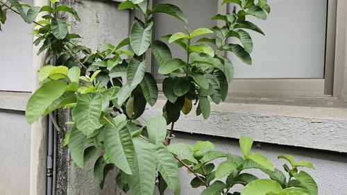 Psidium guajava