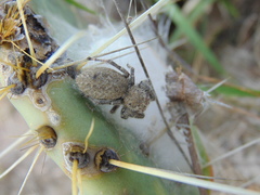 Phidippus octopunctatus
