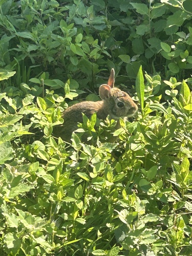 New England Cottontail observed by radbackedsalamander