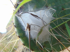 Phidippus octopunctatus