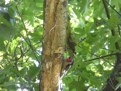 Middle Spotted Woodpecker, Hattem, Netherlands, photo 9 of 10