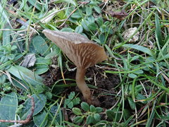 Entoloma lanicum