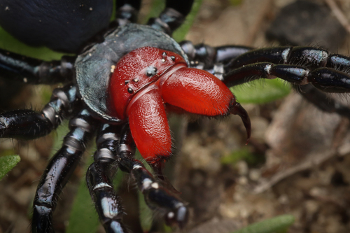 Red-headed Mouse Spider