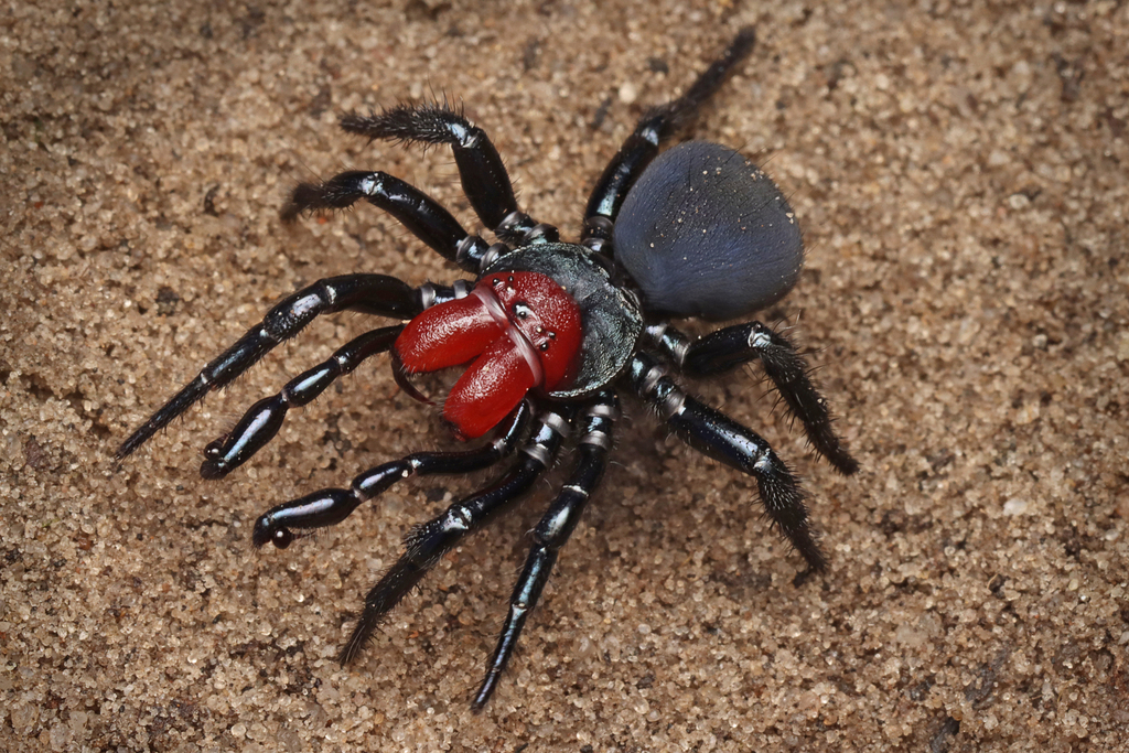 Red-headed Mouse Spider