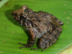 Craugastor laevissimus