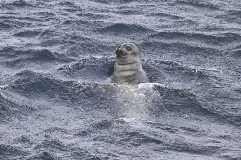 Young harp seal with a pale grey coat at the surface of the sea