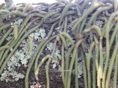 Aporocactus flagelliformis