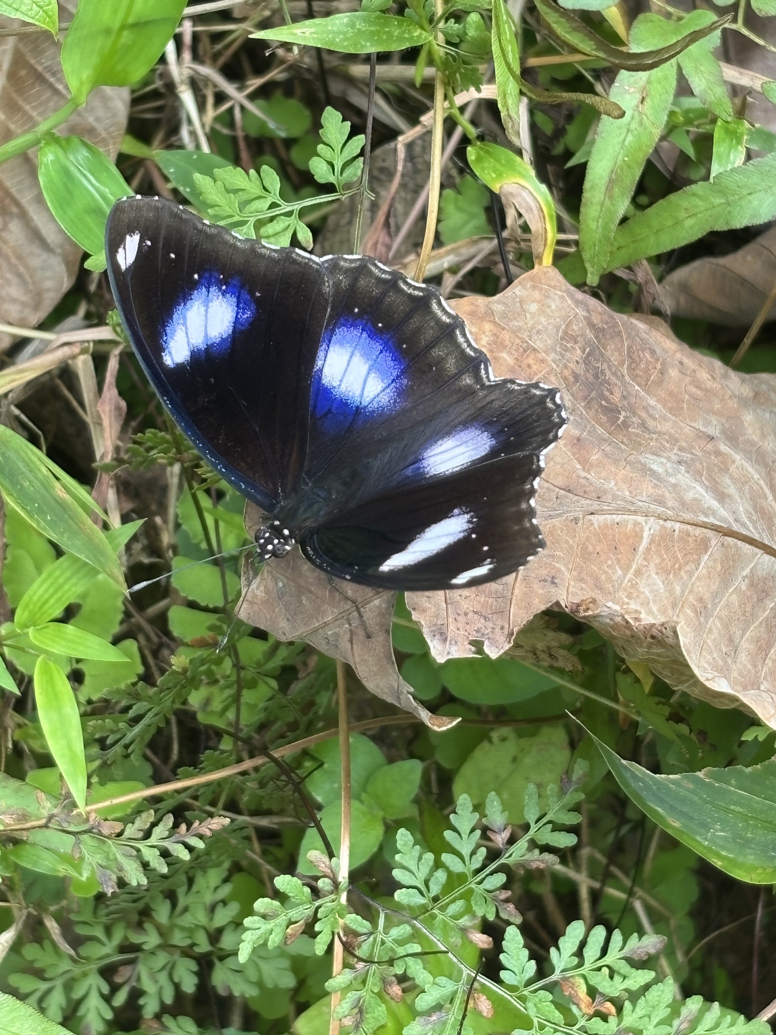 Great Eggfly