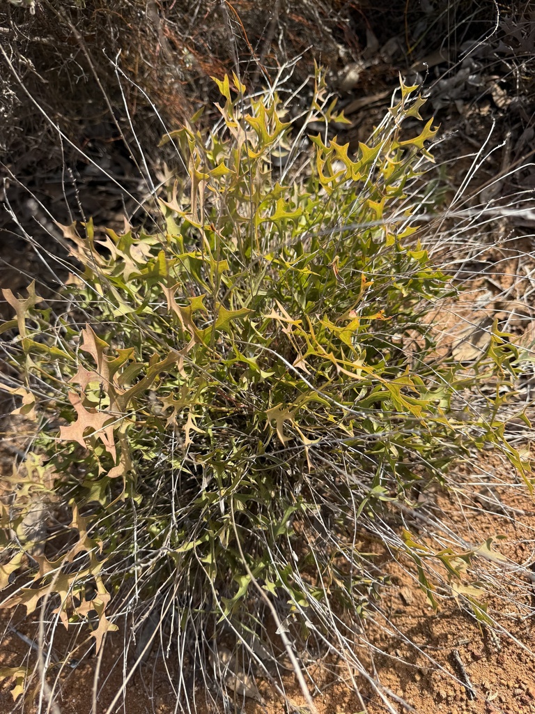 Synaphea panhesya