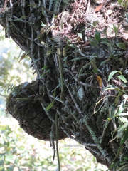 Aporocactus flagelliformis
