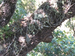 Aporocactus flagelliformis