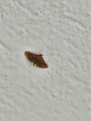 Bean-leaf Webworm Moth