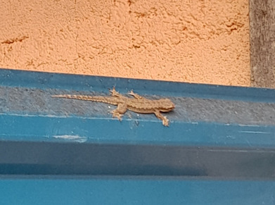 Hemidactylus platyurus