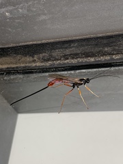 Dolichomitus irritator