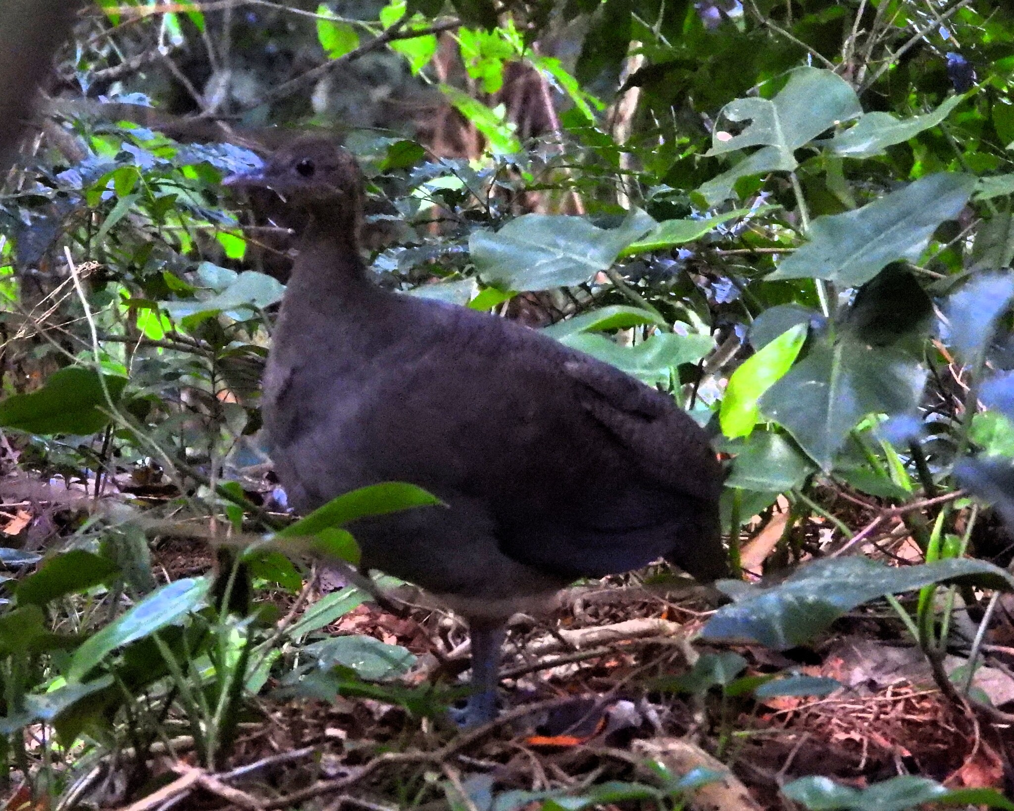 Solitary Tinamou illustration
