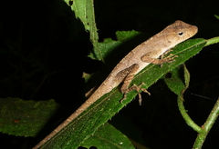 Anolis pijolense