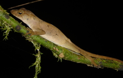 Anolis pijolense