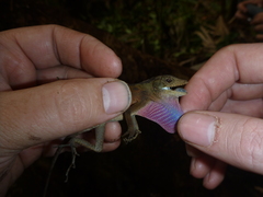 Anolis pijolense