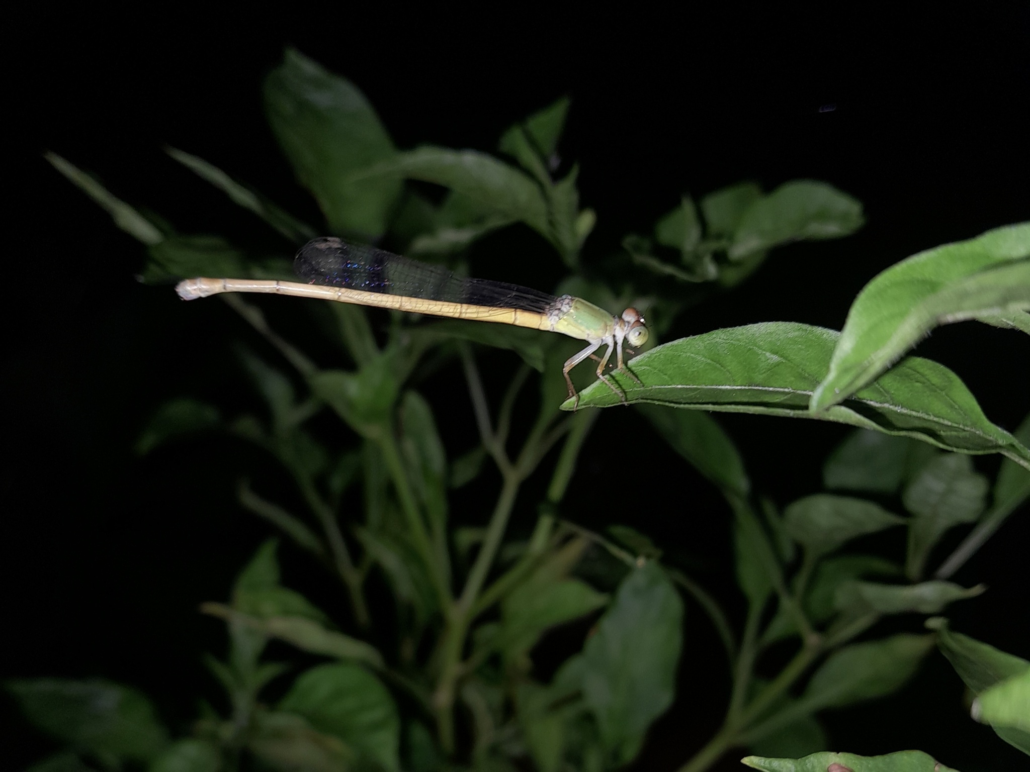 Coromandel Marsh Dart