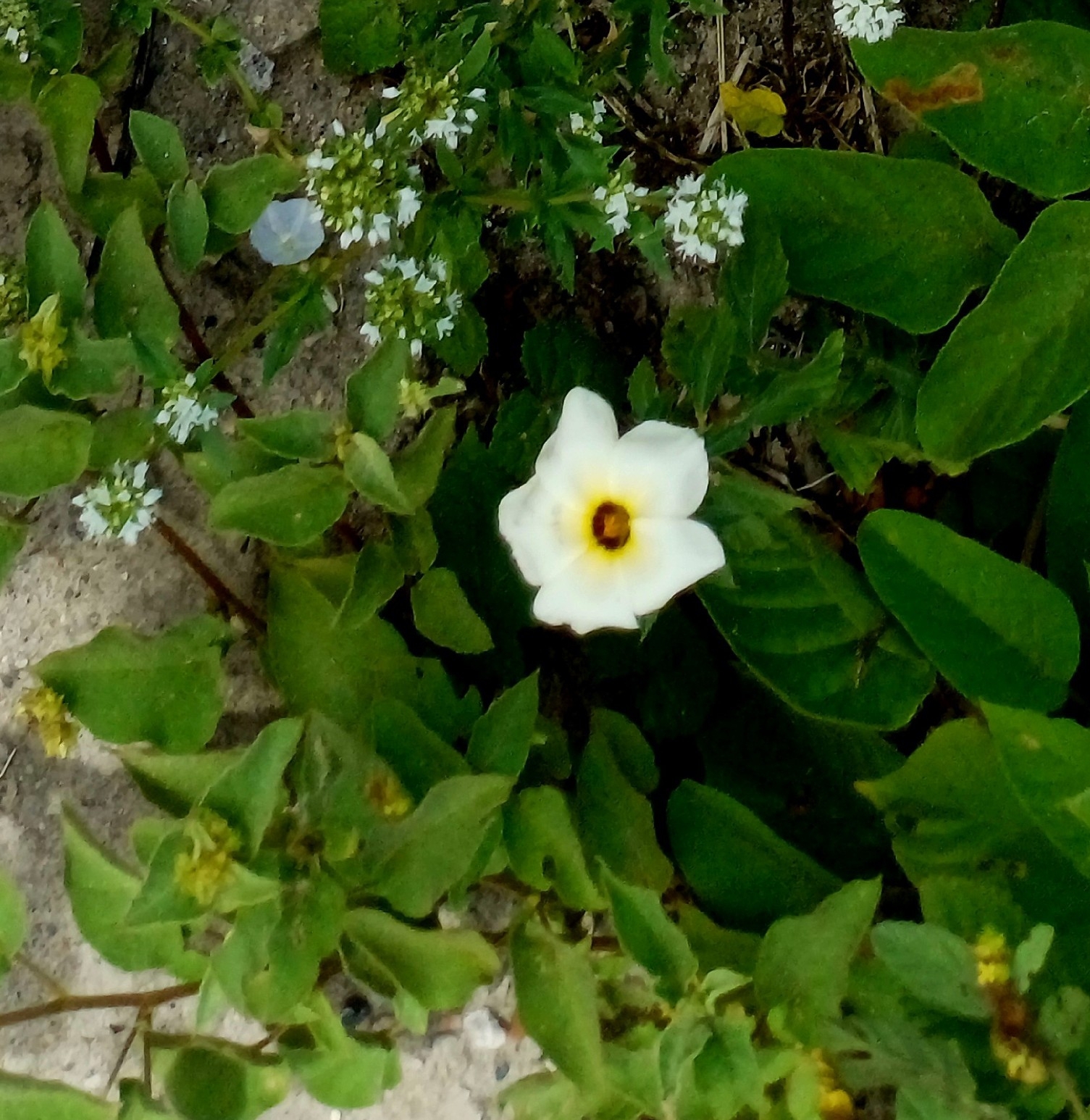 Turnera subulata