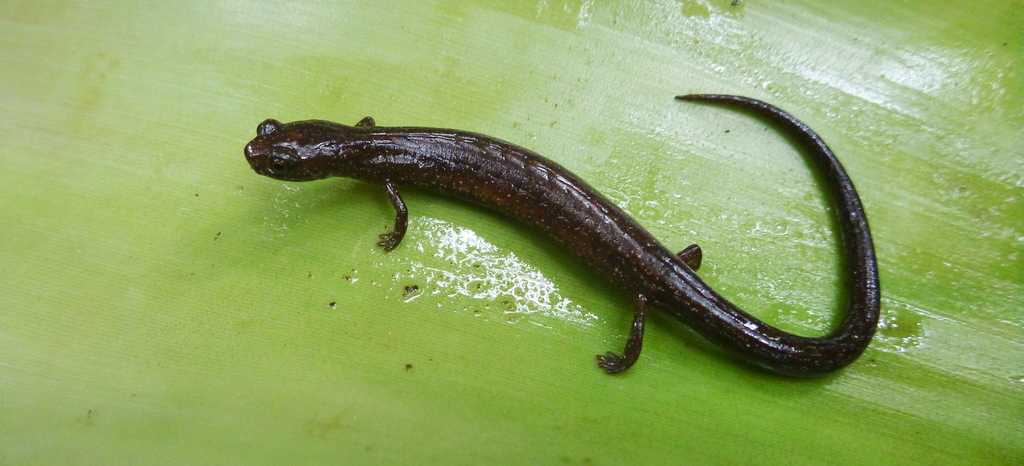 Yoro Moss Salamander