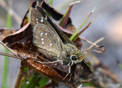 Hesperia attalus slossonae