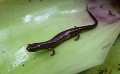 Nototriton barbouri