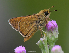 Hesperia attalus slossonae