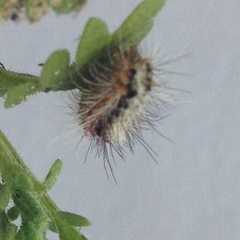Lepidoptera