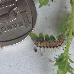 Lepidoptera