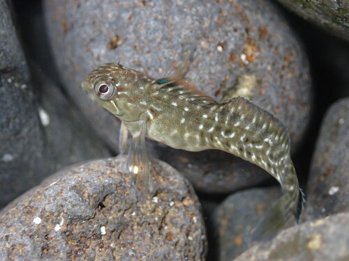 Rock-pool Blenny