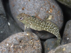 Rockpool Blenny photo 3