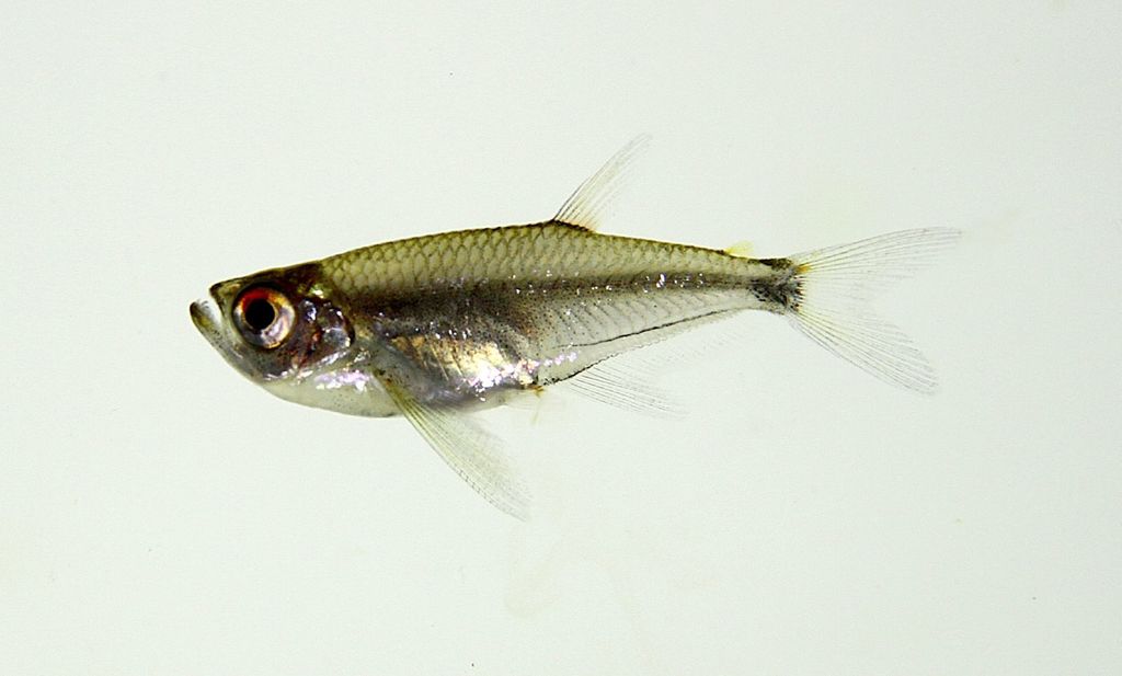 Arowana Tetra