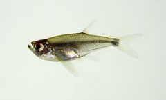 Arowana Tetra photo 1