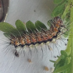 Lepidoptera