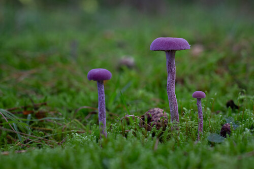 Amethyst Deceiver