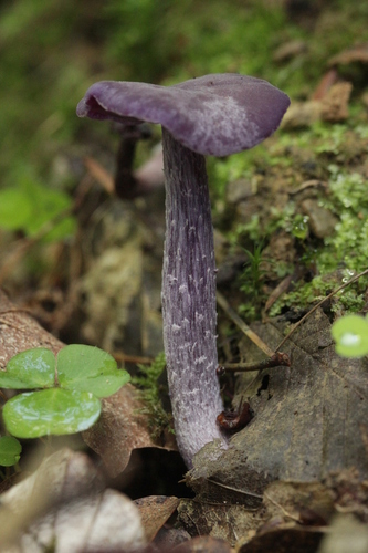 Amethyst Deceiver