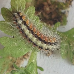Lepidoptera