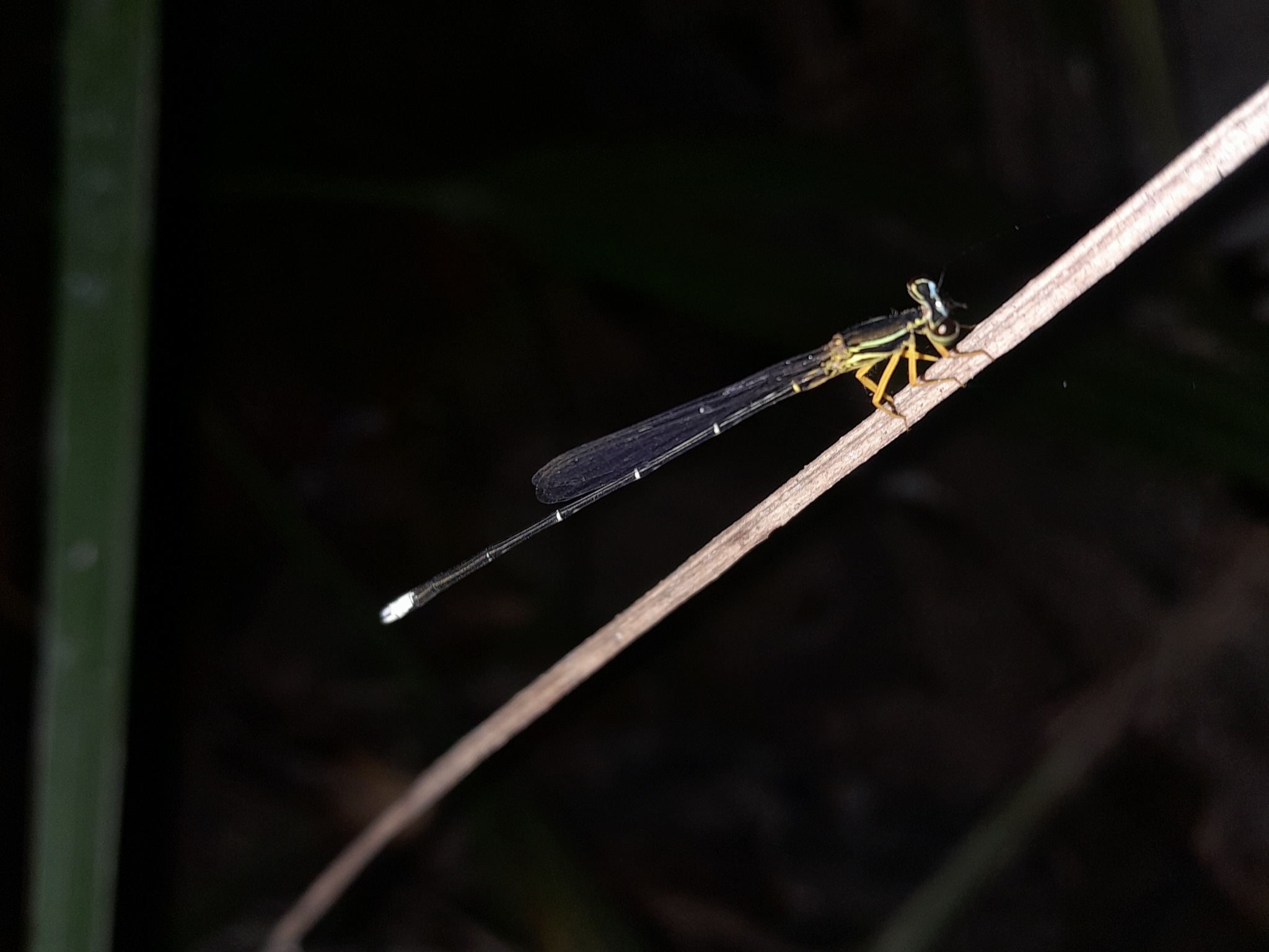 Yellow Featherleg