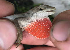 Anolis rubribarbaris